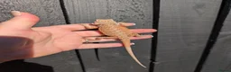 Bearded Dragon reptiles for sale: Baby bearded dragons - Advert 21