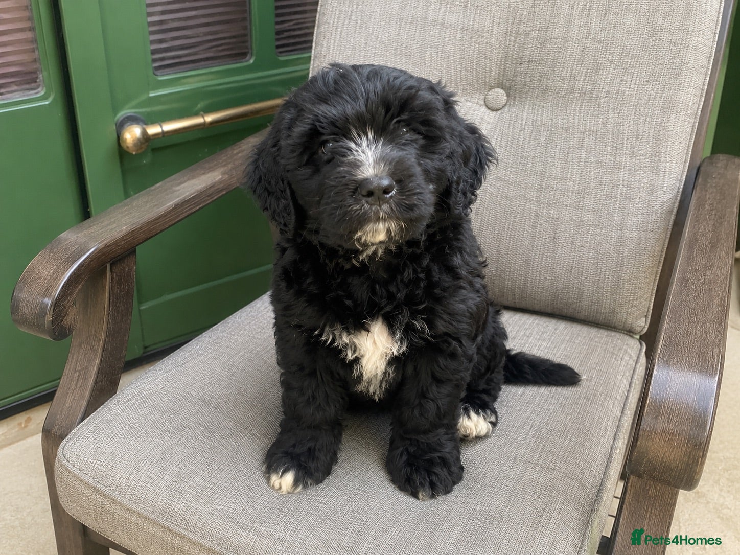 Bernedoodle dogs READY St Bernadoodle puppies..Holiday Cover - Advert 2