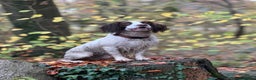 English Springer Spaniel dogs for stud: Jerry - KC Registered English Springer Spaniel  - Advert 6