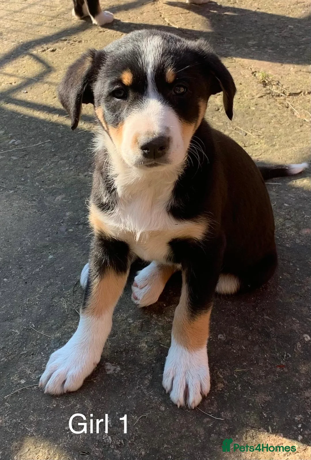 Mixed Breed dogs for sale: Border collie x in Exeter - Advert 2