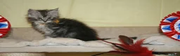 Maine Coon cats for sale: Gorgeous Maine Coon kittens from the Grand Cham - Advert 13