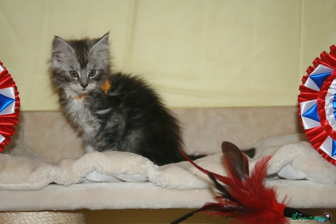 Maine Coon cats for sale: Gorgeous Maine Coon kittens from the Grand Cham - Advert 13