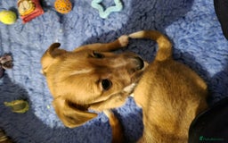 Mixed Breed dogs for sale: 3/4 jack Russell  1/4 chihuahua  - Image 7