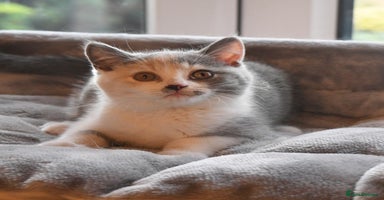 British Shorthair cats - Advert 6