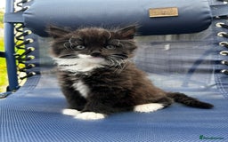 Mixed Breed cats for sale: Beautiful fluffy kittens looking for new home🥰 - Image 1