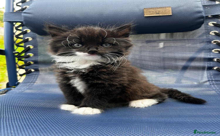 Mixed Breed cats - Advert 7