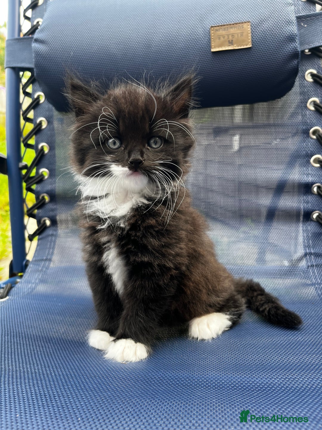 Mixed Breed cats for sale: Beautiful fluffy kittens looking for new home🥰 - Image 1