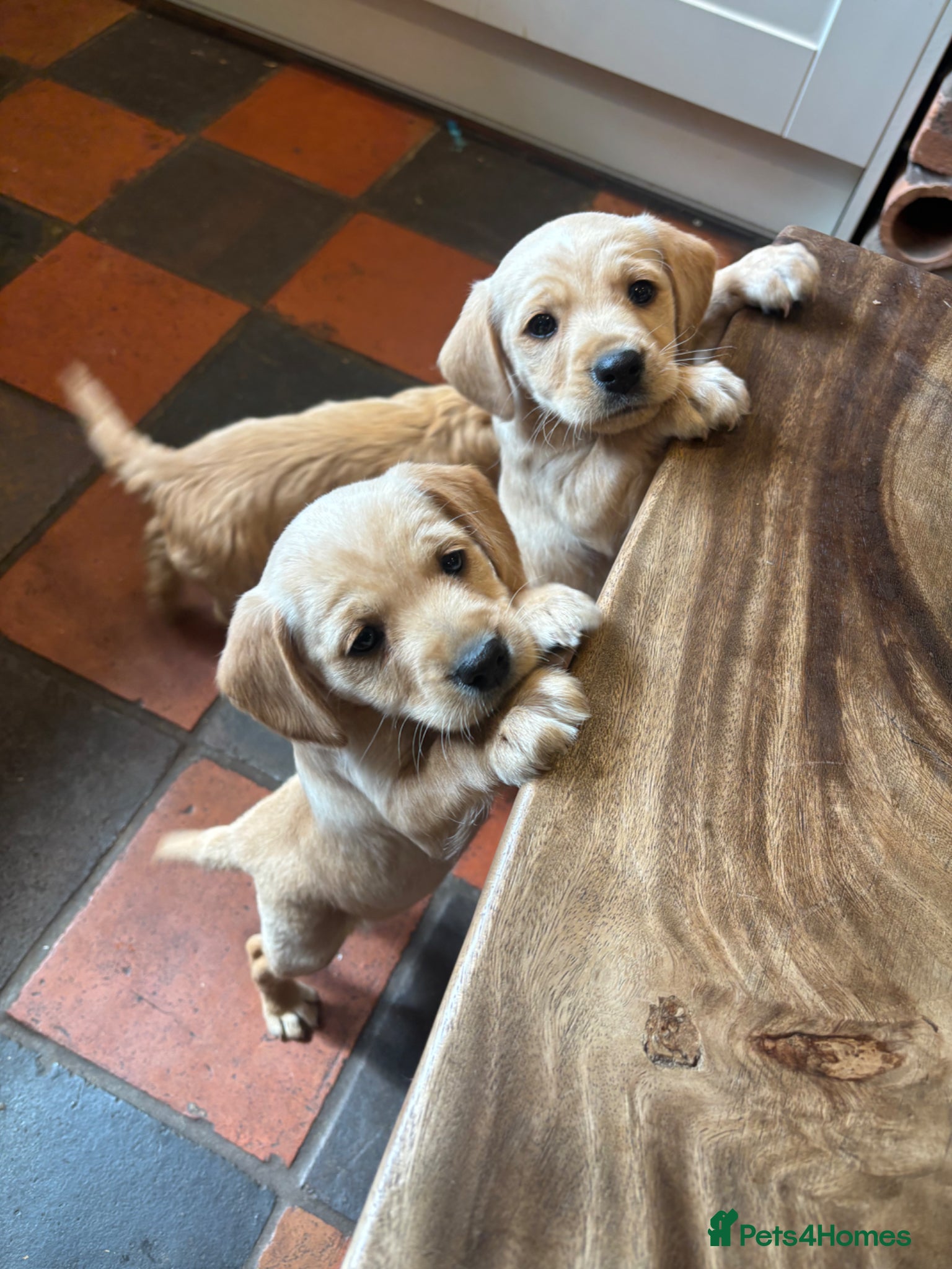 Mixed Breed dogs Cairnnoodle Puppies  - Advert 1