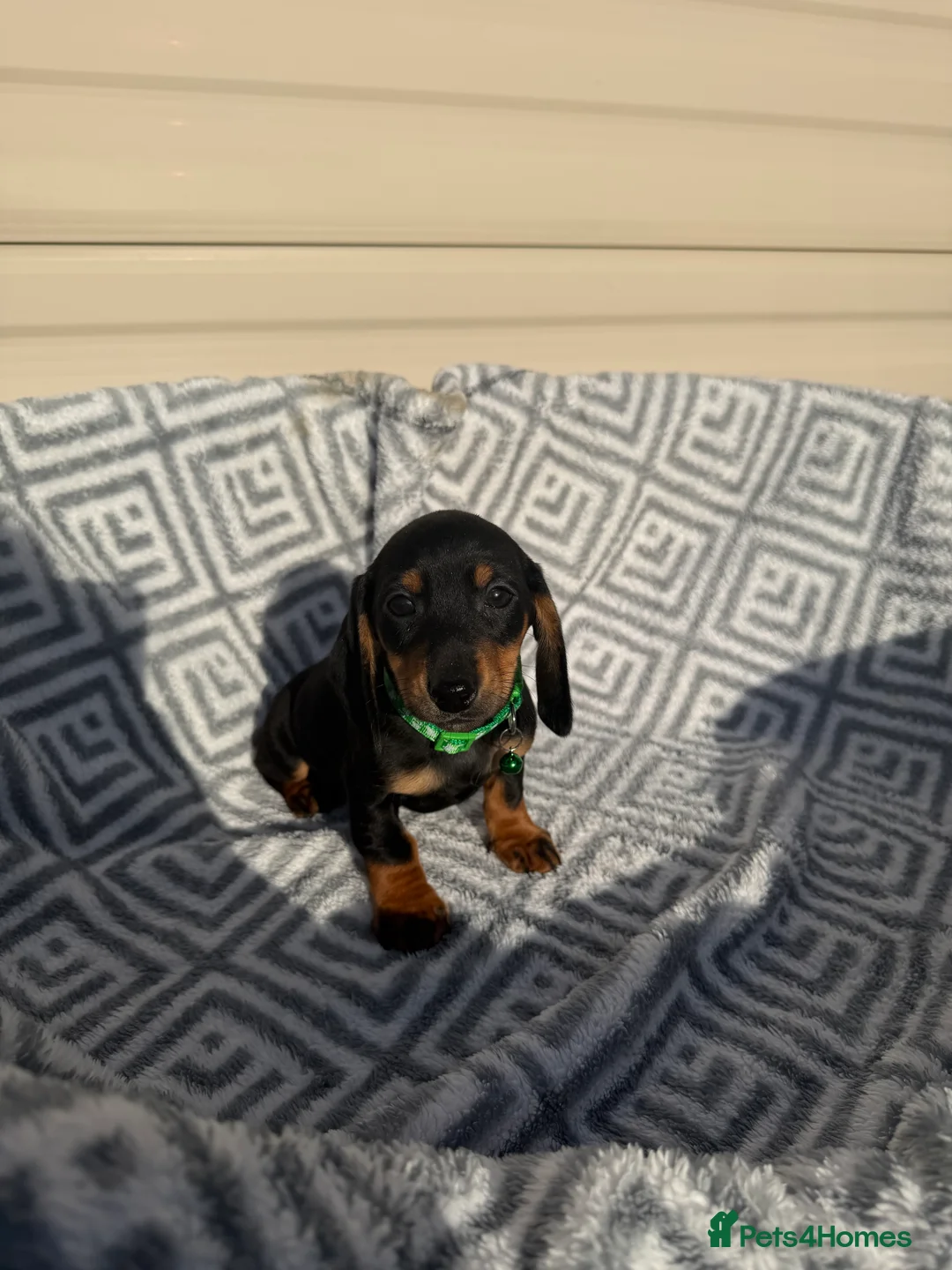 Miniature Dachshund dogs for sale: Dachshund Puppies Ready To Leave  - Advert 5