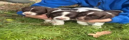 English Springer Spaniel dogs for sale: Beautiful intelligent springer puppies  - Advert 4