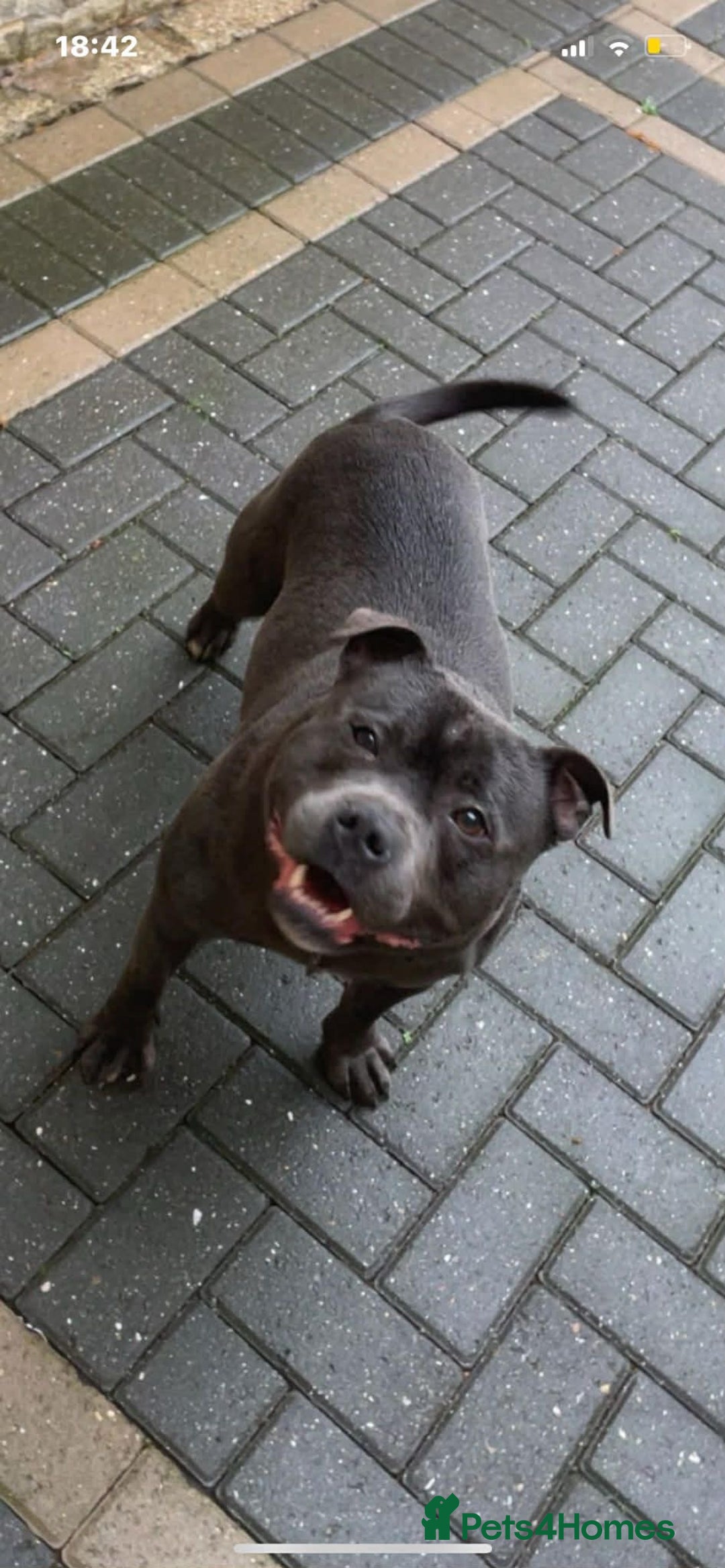 Staffordshire Bull Terrier dogs for sale: Blue Staffordshire bull terrier’s  - Advert 5