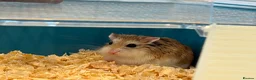 Hamster rodents for sale: Dwarf hamster in Dundee - Advert 1