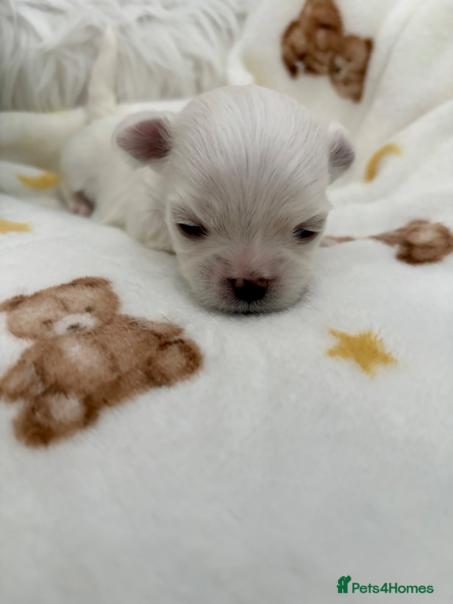 Maltese dogs ✨Beautiful Korean Maltese Puppies🤍 - Advert 1