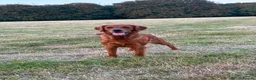 Golden Retriever dogs for sale:  Beautiful red golden retrievers 2 girls  2 boys - Advert 24