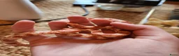 Snake reptiles for sale: Scaleless male and Het scaleless female corn snake - Advert 5