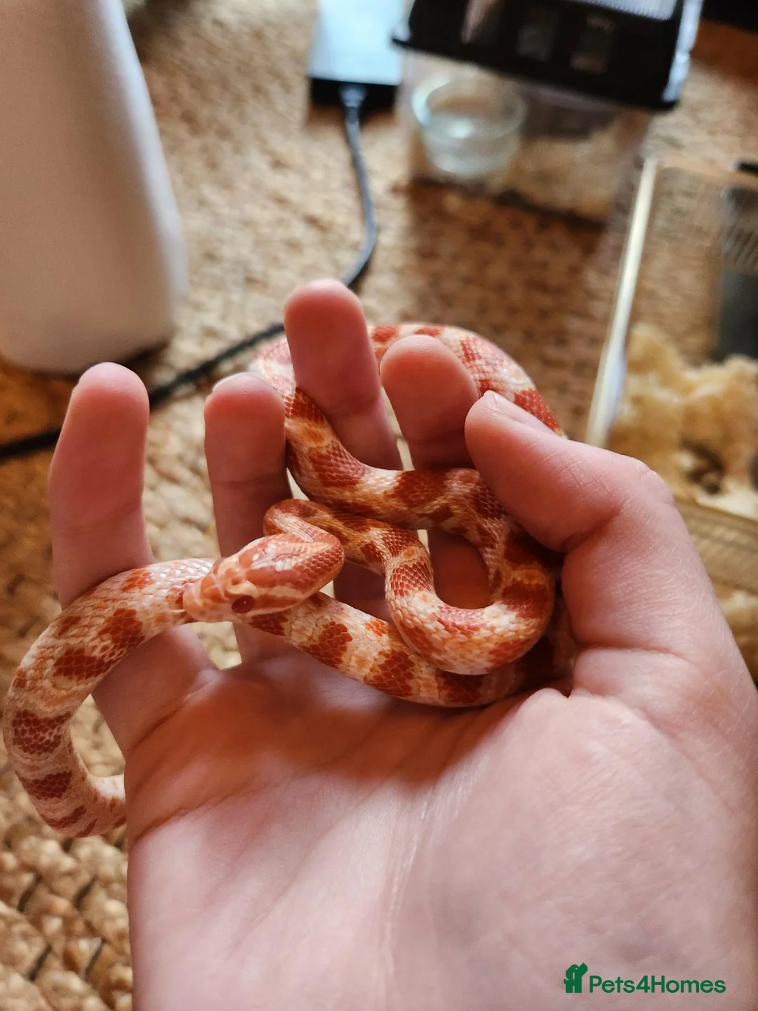 Snake reptiles for sale: Scaleless male and Het scaleless female corn snake - Advert 5