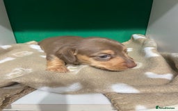 Dachshund dogs for sale: 3 beautiful/stunning dachshund puppies   - Advert 4