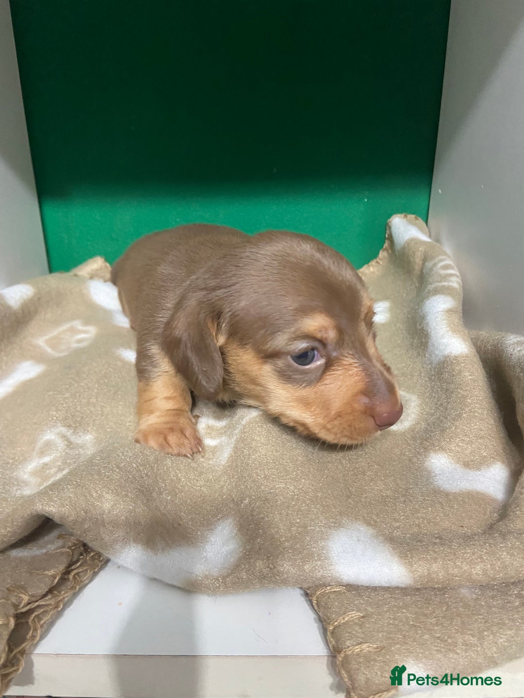 Dachshund dogs for sale: 3 beautiful/stunning dachshund puppies   - Advert 4