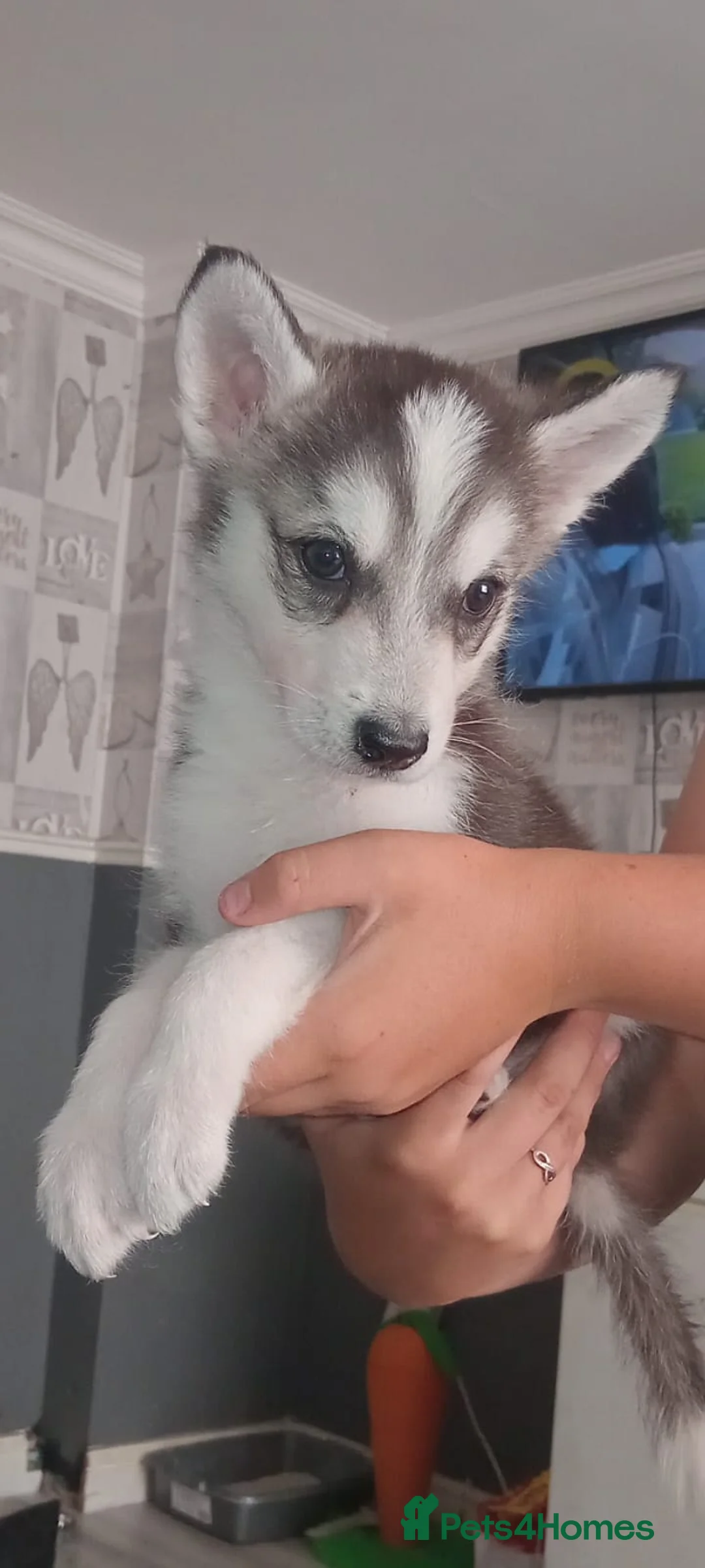 Siberian Husky dogs for sale: Last boy left £500 - Advert 3