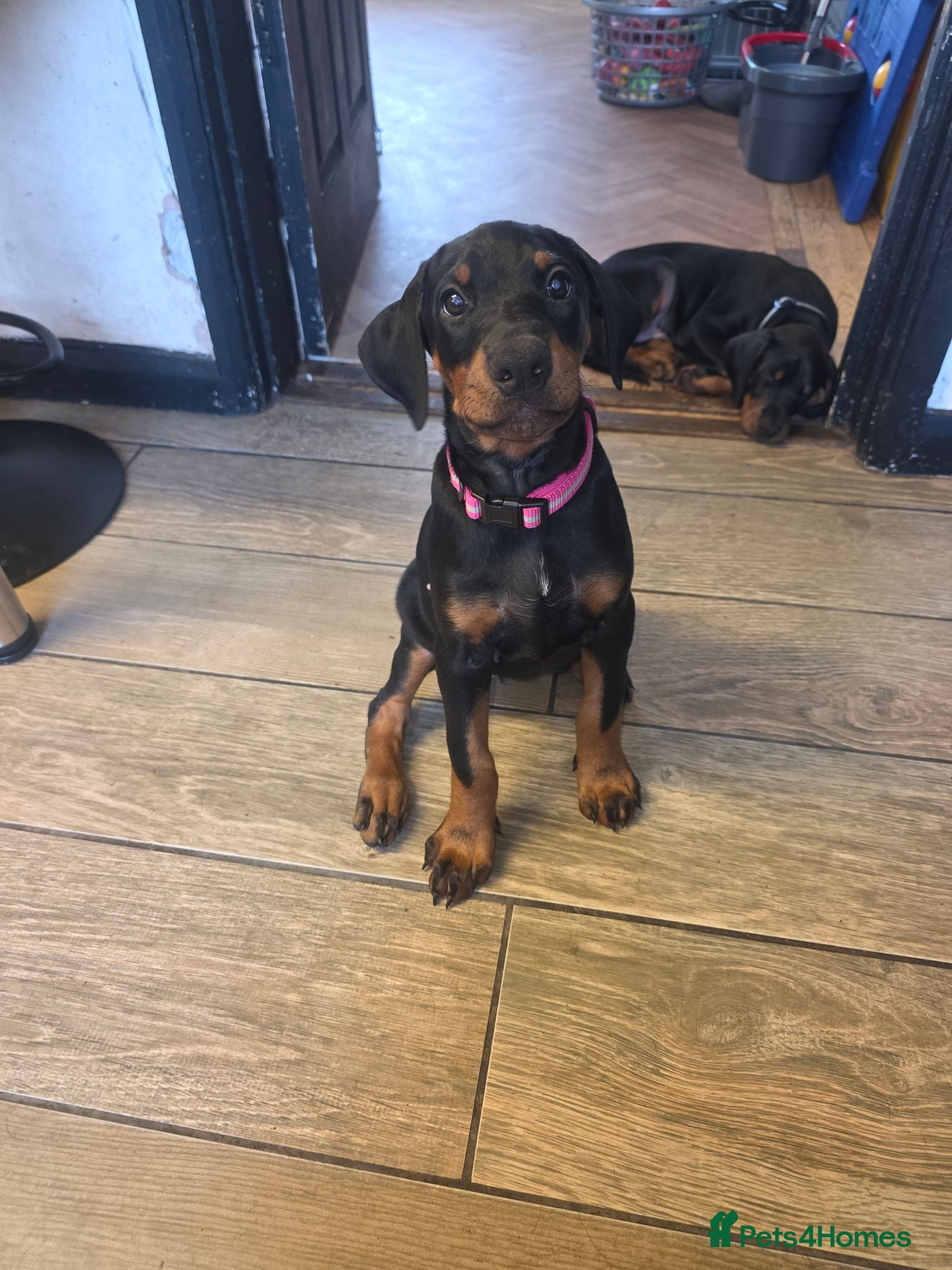 Dobermann dogs Ready to leave, Pedigree Doberman Pup - Advert 1