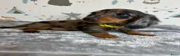 Miniature Dachshund dogs for sale: Long Haired Miniature Dachshund puppies,  - Advert 16