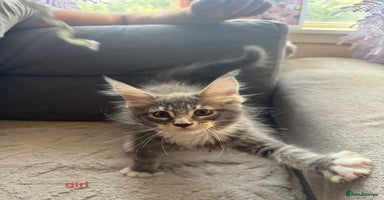 Maine Coon cats - Advert 2