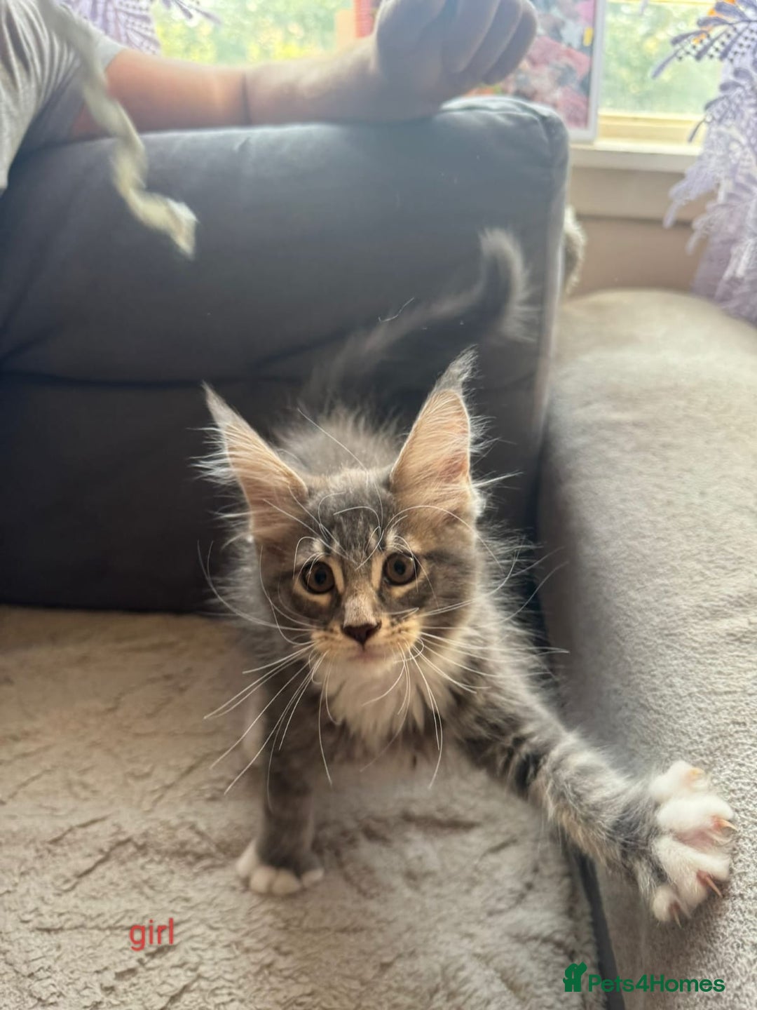 Maine Coon cats for sale: Gorgeous maine coon kittens  - Image 3