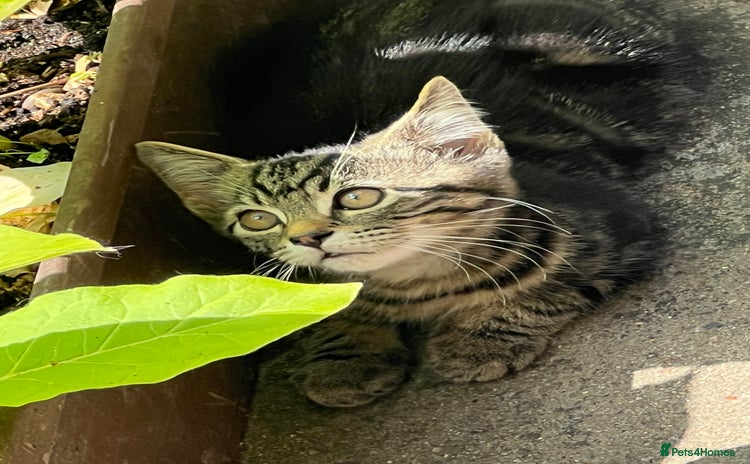 Mixed Breed cats - Advert 14
