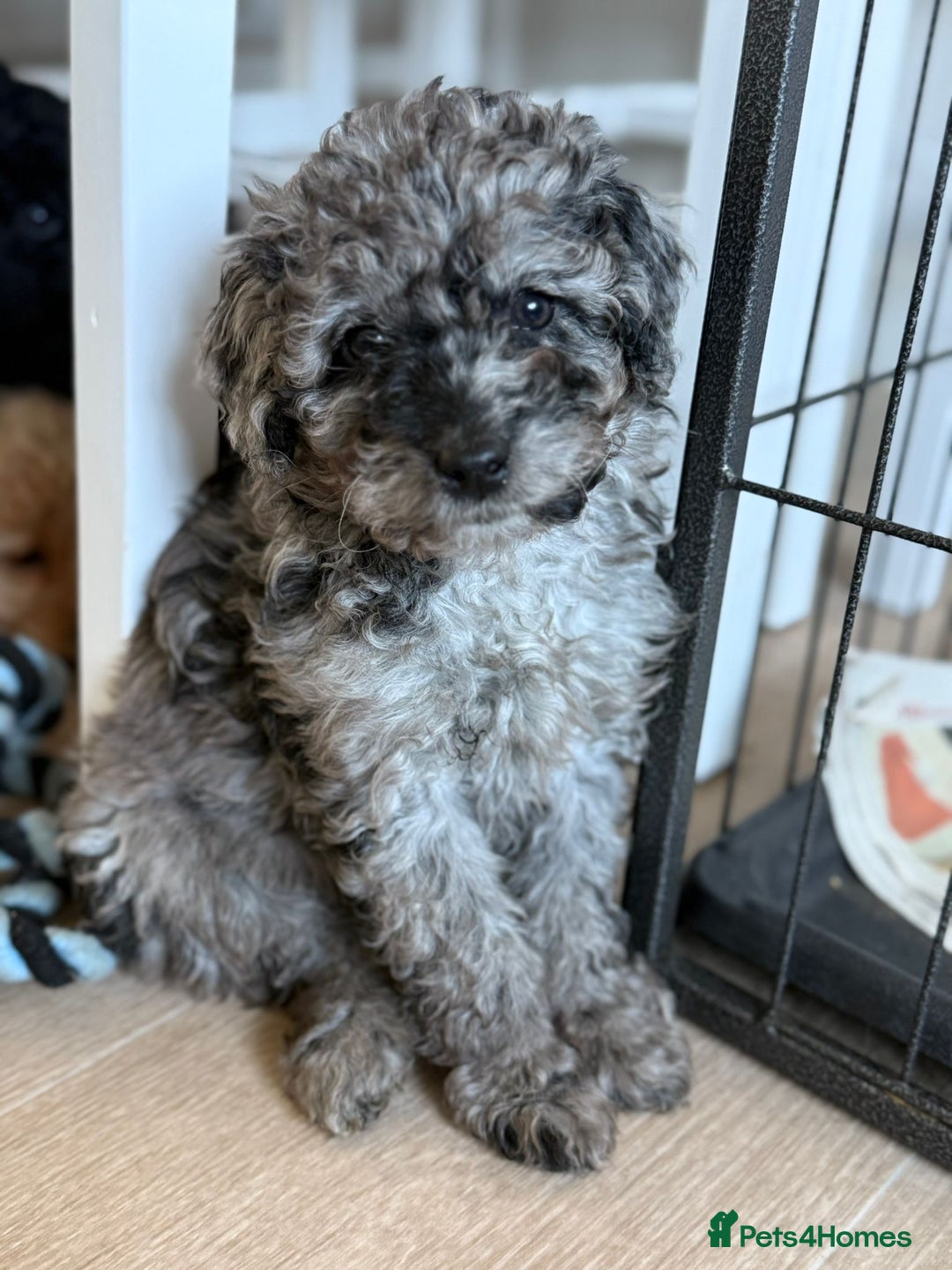 Labradoodle dogs for sale: READY NOW🧸Micro Miniature Teddybear Labradoodles  - Advert 3