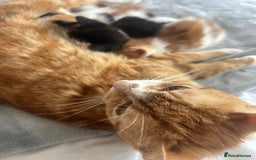 British Shorthair cats for sale: 4 Beautiful babies looking for there forever homes - Image 8