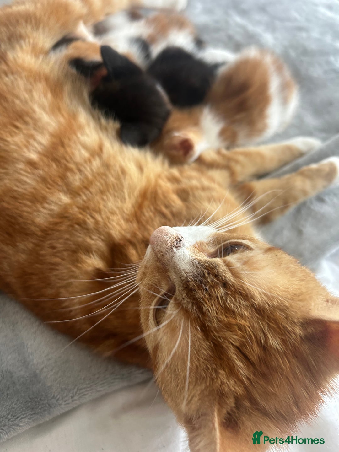British Shorthair cats for sale: 4 Beautiful babies looking for there forever homes - Image 8