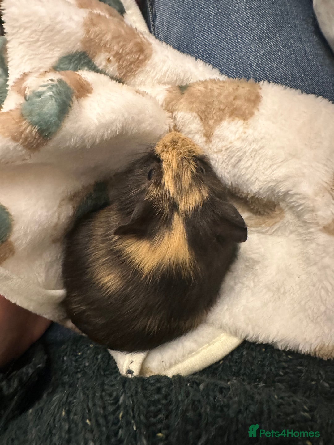 Guinea Pig rodents for sale: Male pair plus cage and all accessories  - Advert 4