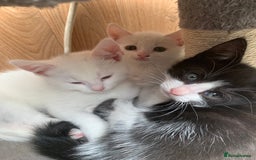 Mixed Breed cats for sale: Last two cuddly kittens - Image 6