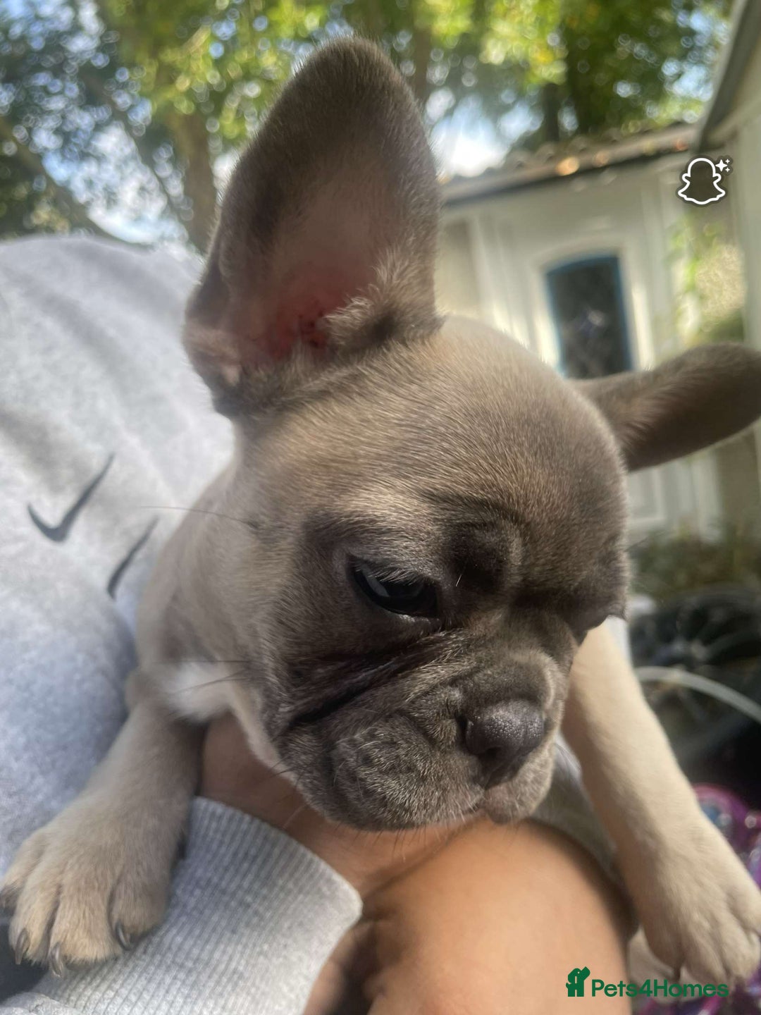 French Bulldog dogs for sale: French bulldog - Advert 5