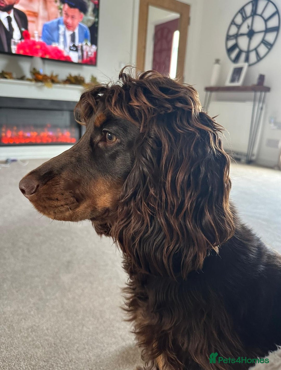 Cocker Spaniel dogs for sale: Stunning KC reg working cocker spaniel puppies  - Advert 6