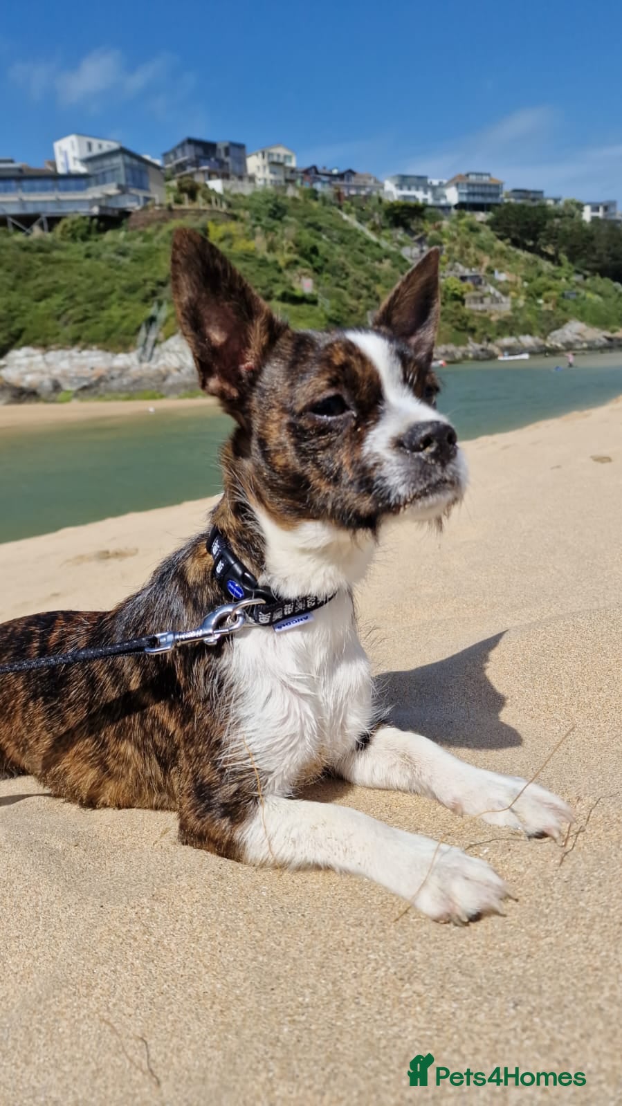 Mixed Breed dogs Beautiful solid puppies - Advert 3