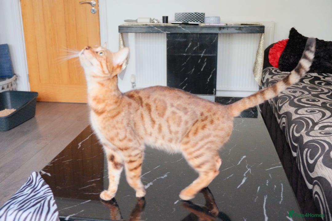 Bengal cats for sale: GOLDEN FEMALE BENGAL FOR REHOME  - Image 4