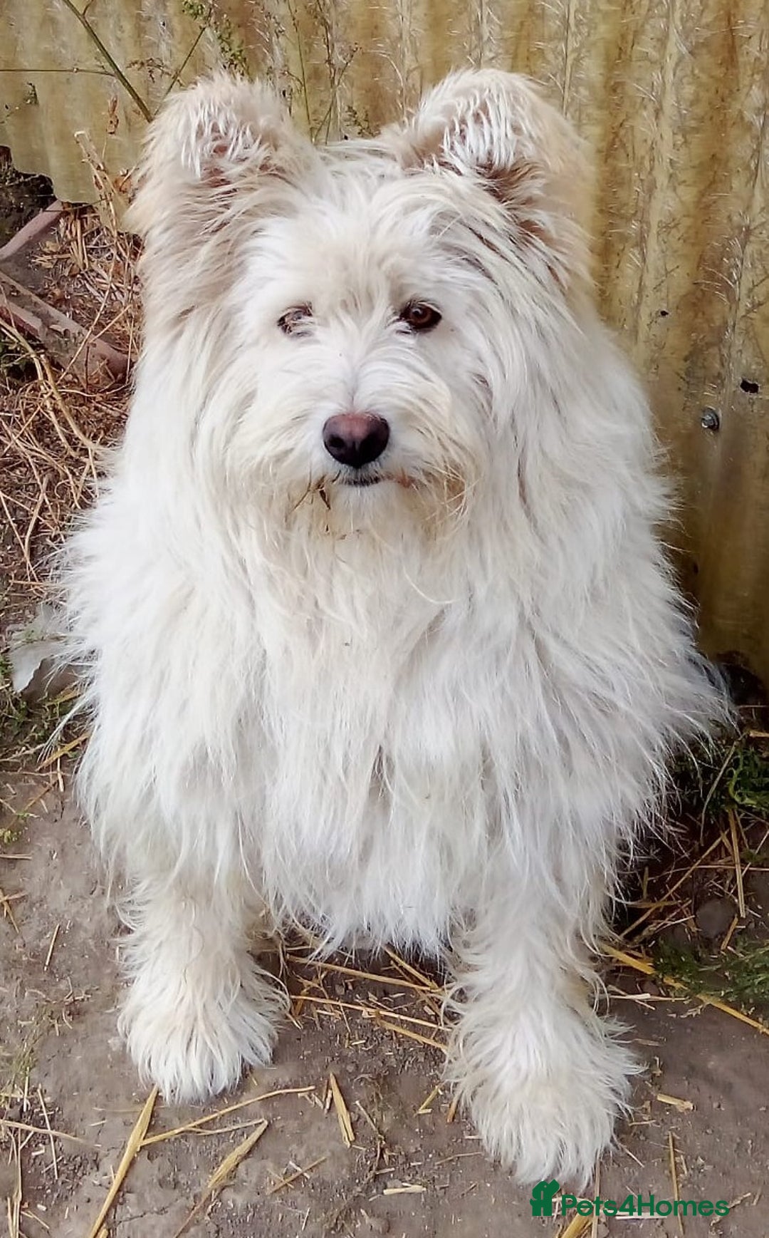Mixed Breed dogs for adoption: BLANCHE, a Lovely little girl - for a Loving Home - Advert 6