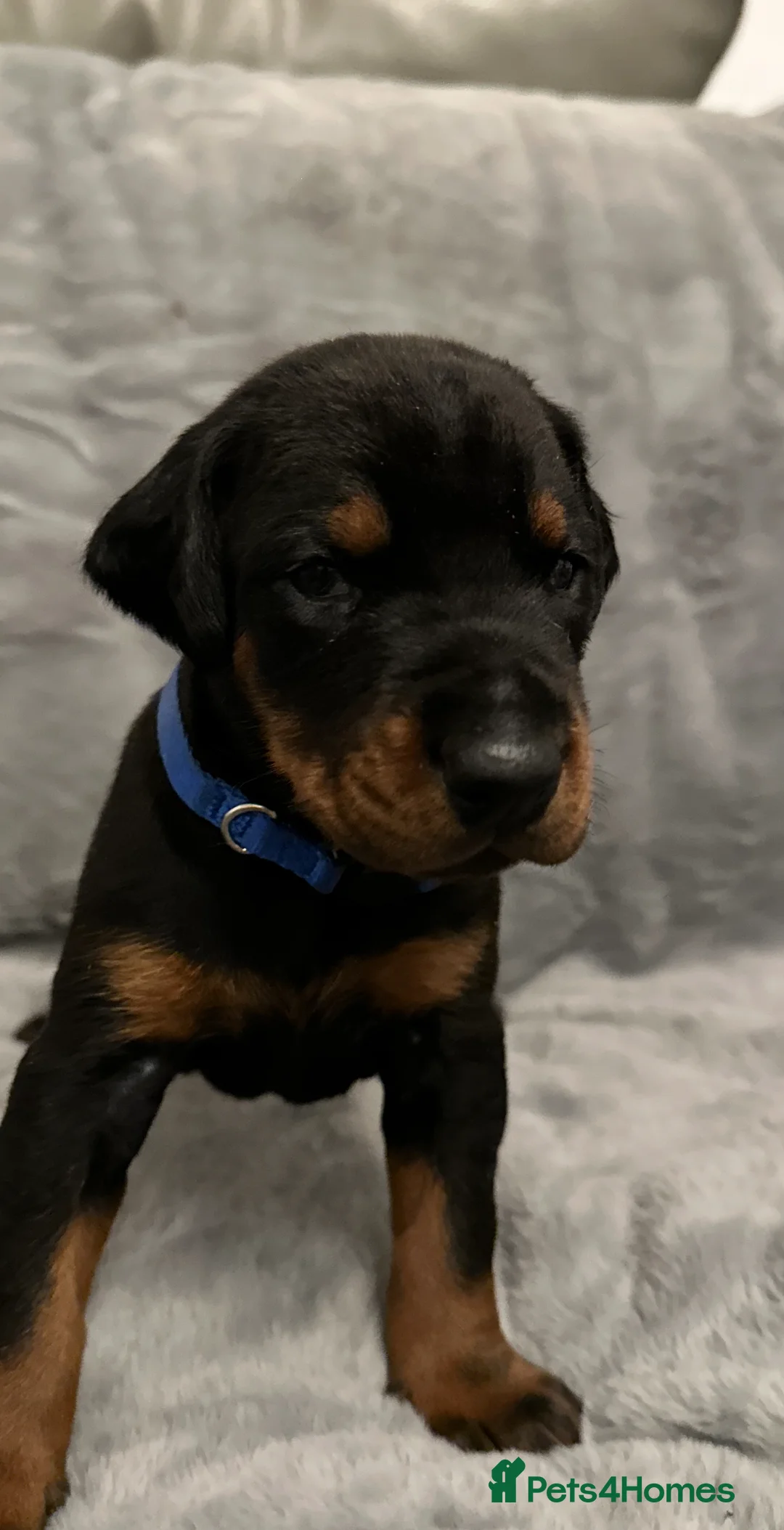 Dobermann dogs for sale: Amazing Dobermann puppies.  - Advert 14