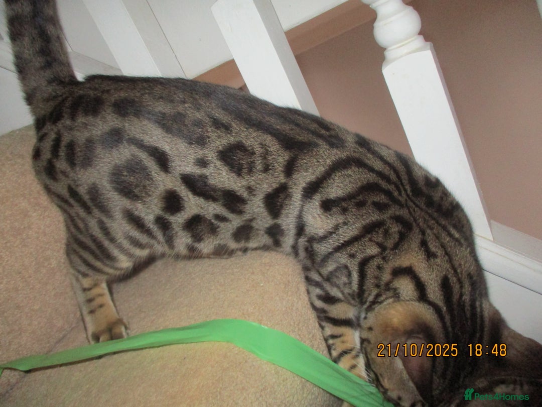 Bengal cats for sale: pedigree male bengals - Advert 15