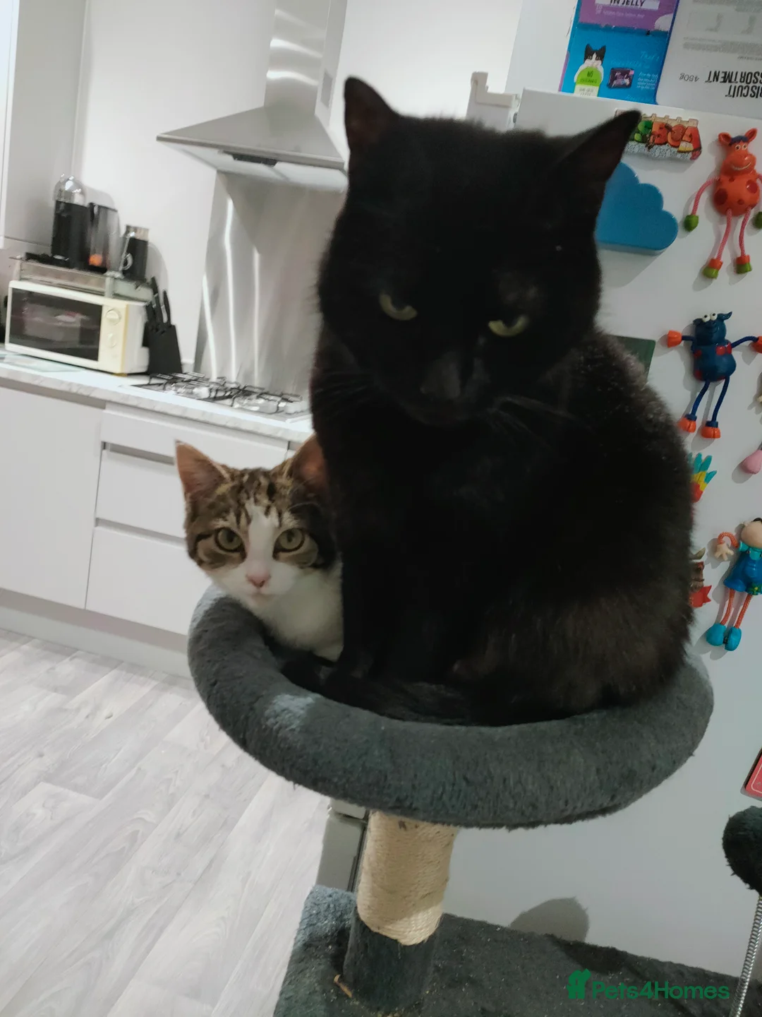 Mixed Breed cats for sale: Bonded pair of female cats - Advert 8
