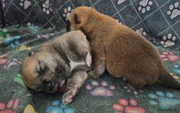 Japanese Shiba Inu dogs for sale: Japanese Shiba Inu - Image 8