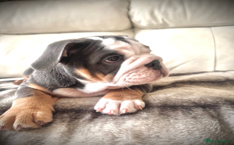 English Bulldog dogs - Advert 8
