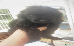 Cockapoo dogs for sale: F2 cockapoo - Image 18