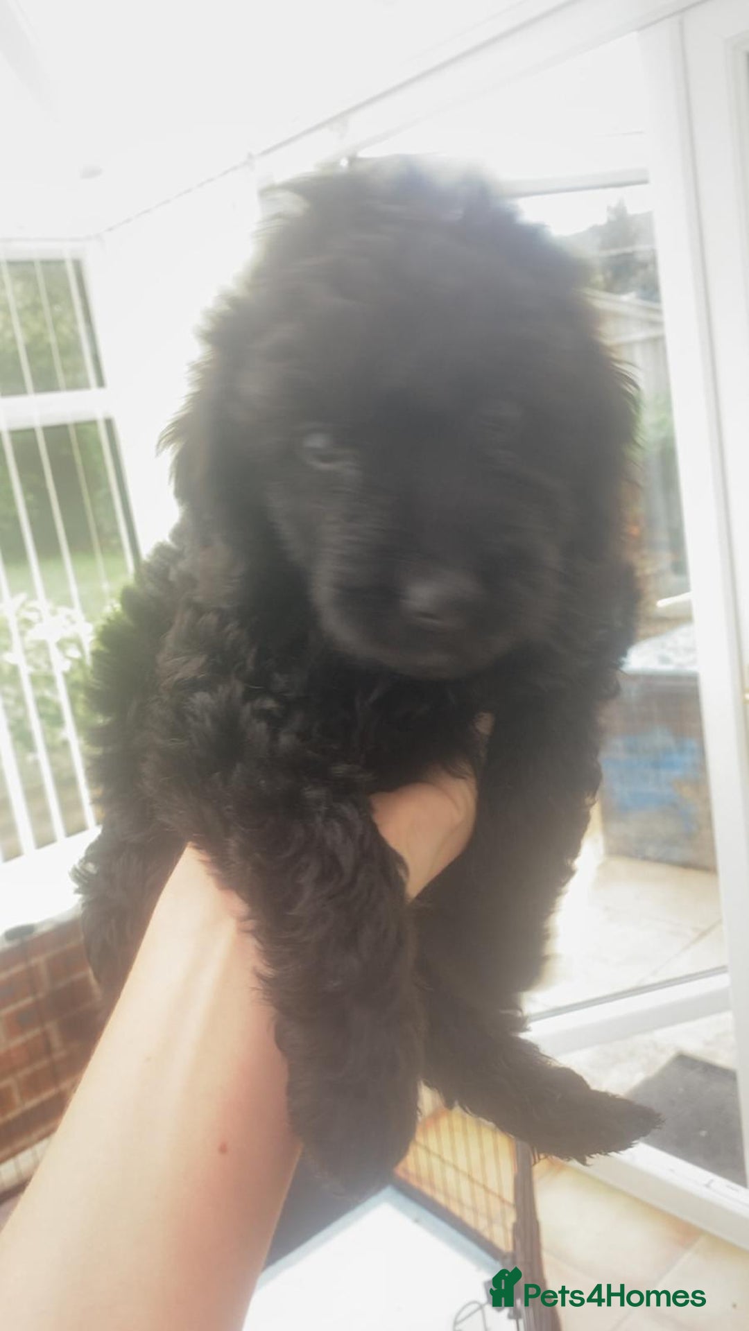 Cockapoo dogs for sale: F2 cockapoo - Image 18