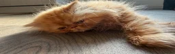 Persian cats for sale: Male Persian kitten in Carterton - Advert 1
