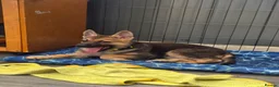 German Shepherd dogs for sale: German shepherd pups - Advert 4