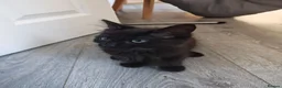 Mixed Breed cats for sale: Pretty female kitten - Advert 2