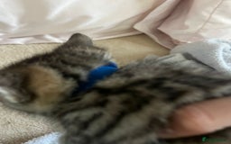 Ragdoll cats for sale: Ragdoll X Kittens - Image 12