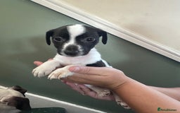 Jack Russell dogs for sale: Lovely jack Russell, puppies 3 left  - Image 2
